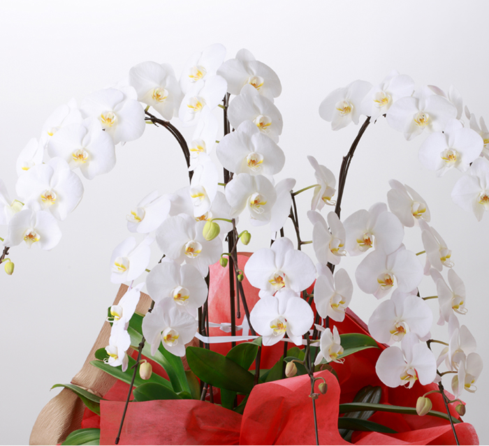 白い胡蝶蘭の写真